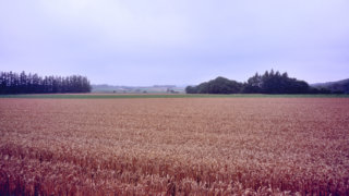 countryside01