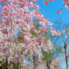 Thumbnail of related posts 108