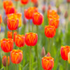 Thumbnail of related posts 095